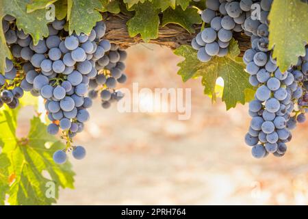 Beautiful Lush Wine Grape Bushels In The Vineyard Stock Photo