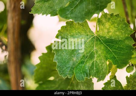 Powdery Mildew On Leaves Of Grape. Plant Disease. Bad Harvest Stock Photo