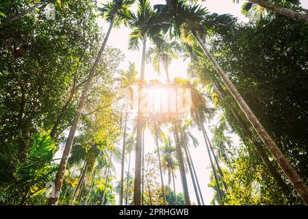 Goa, India. Sunny Canopy Of Palm Trees. Upper Branches Of Woods In Jungle Forest. Low Angle View. Bottom Wide Angle View Of Tall Palm Tree,  Sky Background Stock Photo
