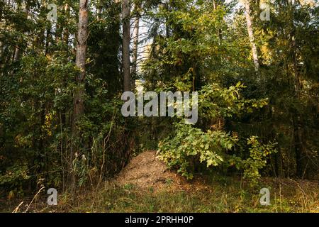 Red Forest Ants (Formica Rufa) In Anthill Under Pine Tree. Red Ant Colony Stock Photo