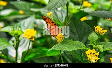 colorful butterfly on a leaf, flower. elegant and delicate. detailed pattern of wings. Stock Photo