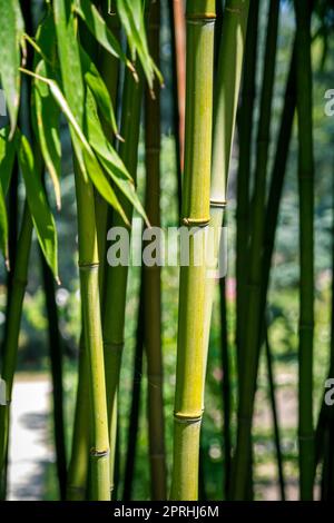 Bamboo forest background Stock Photo