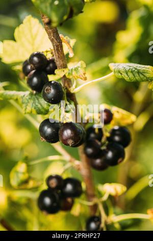 Organic blackberry bush. Growing Organic Berries closeup. Ripe ...