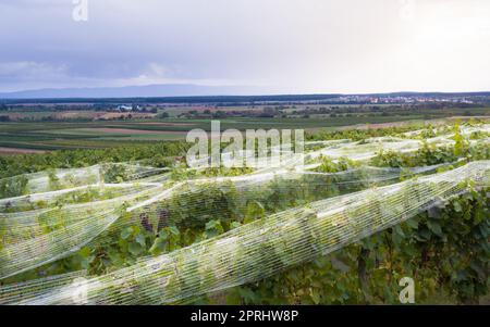 vineyard anti bird protection netting Stock Photo