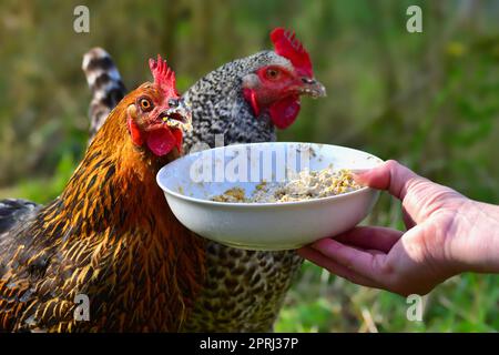 Portrait of two free running chicken of different breeds, eating some grain from a bowl Stock Photo