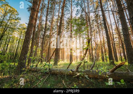 Fallen Old Pine Tree In Coniferous Forest After Strong Hurricane Wind. European Green Coniferous Forest Stock Photo