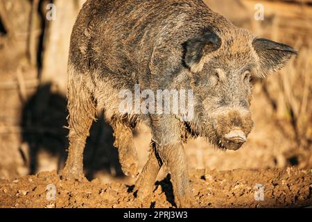 Belarus. Wild Boar Or Sus Scrofa, Also Known As The Wild Swine, Eurasian Wild Pig Walking In Autumn Mood. Wild Boar Stock Photo