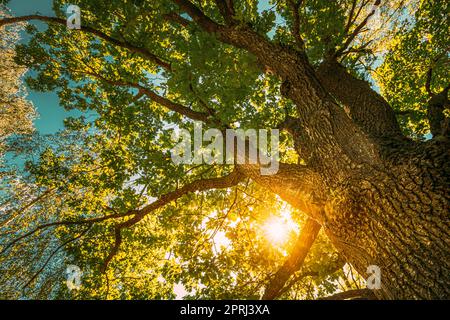 Sunset Sunrise Sun Shining Through Oak Tree Branches In Sunny Summer Forest. Sunlight Sunrays Sunshine  Through Tree Canopy Stock Photo