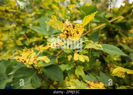 Traces Of Defeat By Leaf Gall Midges On Red Currant Leaves In Summer Sunny Day Stock Photo