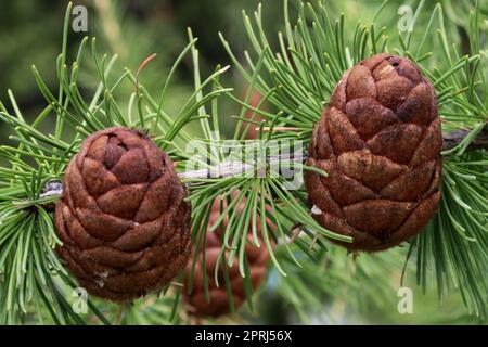 Pine cones close-up on a branch with green pine needles. Natural background Stock Photo