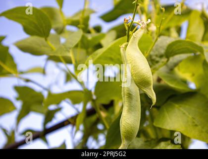 Close-up of young bean plants growing in a field against a blue sky. Selective focus Stock Photo