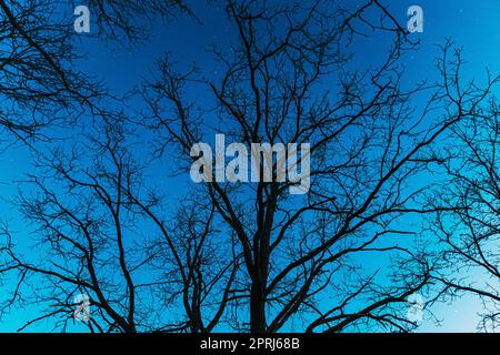 Night Sky Stars Above Oak Trees Branches In Early Spring. Natural Starry Sky Above Woods. Night Sky Stock Photo
