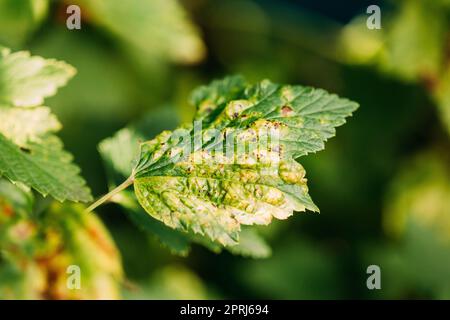 Traces Of Defeat By Leaf Gall Midges On Red Currant Leaves In Summer Sunny Day Stock Photo