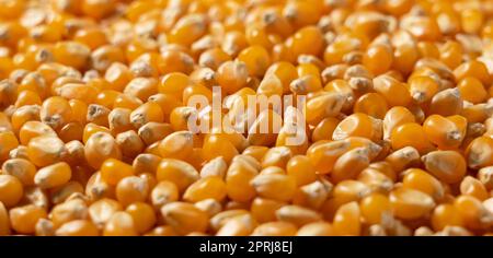 Dried corn kernels throughout the screen. Stock Photo