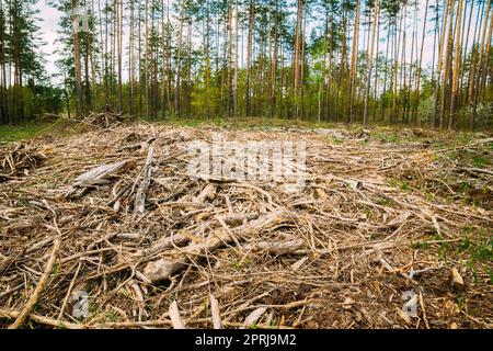 Hardwood, Lumber, Wood Chips From Tree Trunks In Deforestation Area. Pine Forest Landscape In Spring Day. Green Forest Deforestation Area Landscape Stock Photo