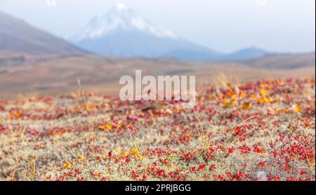 reindeer moss on the volcano in autumn on Kamchatka Peninsula Stock Photo