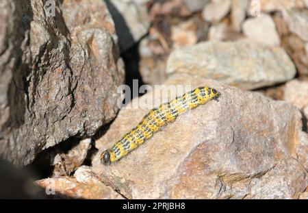 Buff tip moth caterpillar - Phalera bucephala crawling on the ground Stock Photo