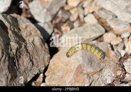 Buff tip moth caterpillar - Phalera bucephala crawling on the ground Stock Photo