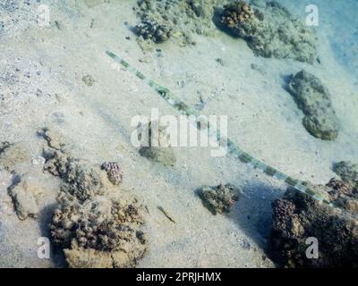 bluespotted cornetfish at the seabed in the red sea egypt Stock Photo