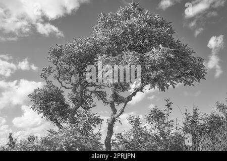 The Tree - token of a type. Tree - universal plant in all types and forms. Stock Photo