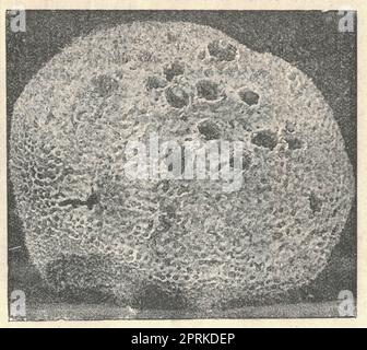 Antique engraved illustration of a bath sponge. Vintage illustration of a sea sponge. Old engraved picture of Spongia officinalis. Book illustration p Stock Photo