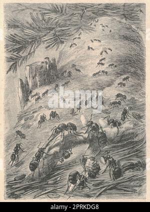 Antique engraved illustration of the red wood ant. Vintage illustration of the southern wood ant. Old engraved picture of the horse ant. Formica rufa,