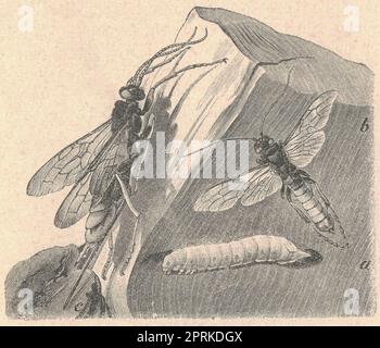 Antique engraved illustration of the giant woodwasp. Vintage illustration of the banded horntail. Old engraved picture of the greater horntail. Book i Stock Photo