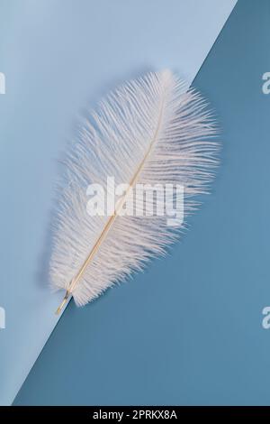white shoft feather isolated on blue background Stock Photo