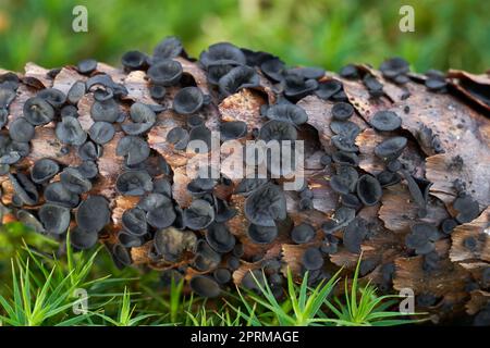 Inedible mushroom Rutstroemia bulgarioides on the spruce cone. Group of small black mushrooms in the spruce forest. Stock Photo