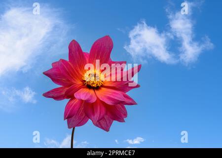 Closeup of a dahnlia flower blossom against blue sky Stock Photo