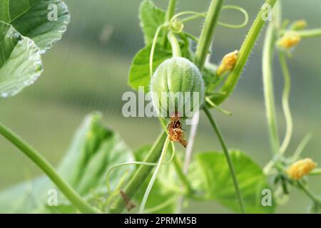 Fresh melons or cantaloupe plants grow in greenhouses without toxins and chemicals Stock Photo