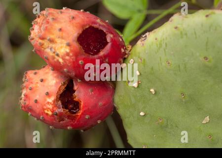 Fruits of Opuntia maxima eaten by animals. Stock Photo