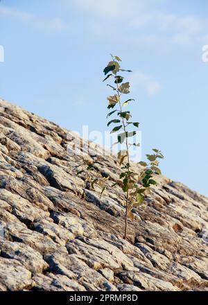 lonely plant on rocky stones blue sky in the background. High quality photo Stock Photo