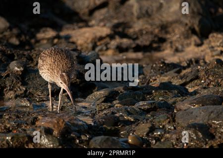 Eurasian whimbrel searching for food. Stock Photo
