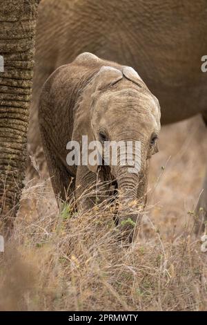 African elephant stands watching camera from bushes Stock Photo - Alamy
