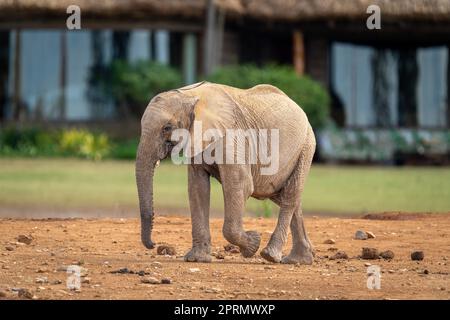 Baby African bush elephant walking past lodge Stock Photo