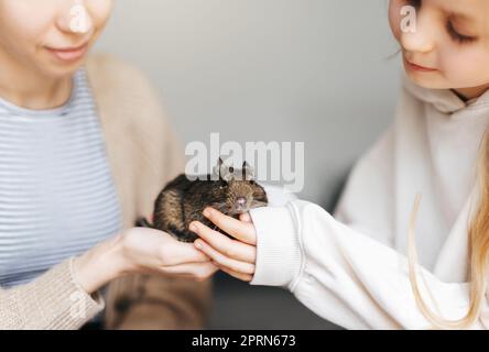 Young girl playing with cute chilean degu squirrel.  Cute pet sitting on kid's hand Stock Photo