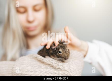 Young girl playing with cute chilean degu squirrel.  Cute pet sitting on woman's hand Stock Photo