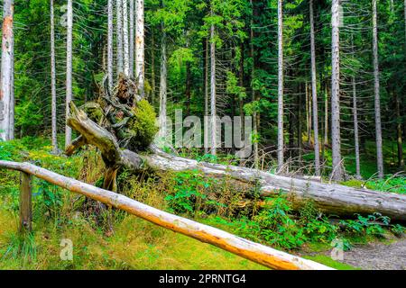 The dying silver forest with dead broken uprooted spruces or sawed off firs trees with mushrooms and landscape panorama at Brocken mountain peak in Ha Stock Photo