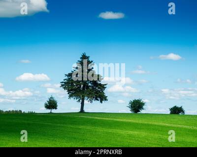 Landschaftsansicht mit grüner Wiese im Vordergrund und einzelnen Bäumen vor blauen Himmel mit kleinen weißen Wolken im Sommer bei Sonnenschein. Stock Photo