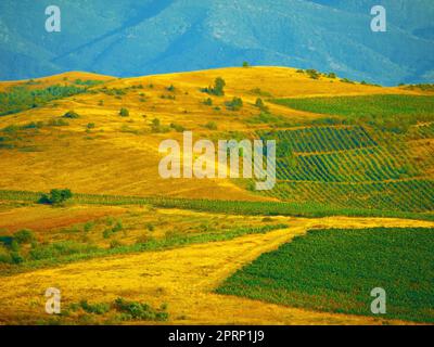 Agriculture, sustainability and countryside wheat field on a relax nature farm with plant, earth and growth drone view. Blue sky, mountain background and healthy grass environment landscape in spring Stock Photo