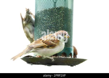 Sparrow. Sparrows are a family of small passerine birds, Passeridae. They are also known as true sparrows, or Old World sparrows, names also used for a particular genus of the family, Passer. Stock Photo