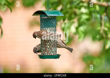 Sparrow. Sparrows are a family of small passerine birds, Passeridae. They are also known as true sparrows, or Old World sparrows, names also used for a particular genus of the family, Passer. Stock Photo