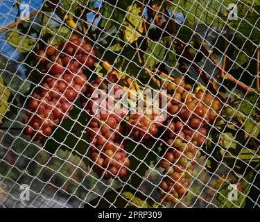 Bunches of grapes protected by white bird proof netting Marlborough, Aotearoa / New Zealand. Stock Photo