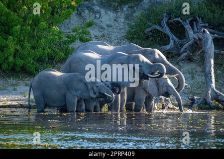African bush elephant herd drinks from river Stock Photo - Alamy
