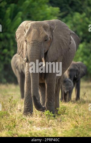 African bush elephant herd walks towards camera Stock Photo - Alamy