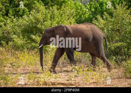 African bush elephant passes bushes in sunshine Stock Photo - Alamy