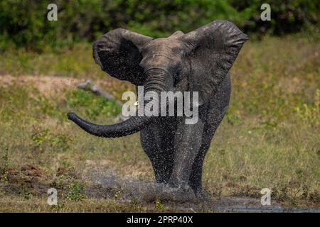 African bush elephant splashes through shallow river Stock Photo - Alamy