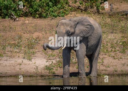 African bush elephant stands drinking at waterhole Stock Photo - Alamy