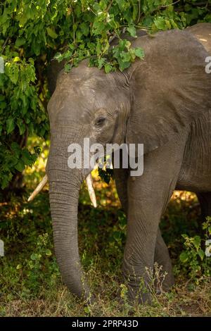 African bush elephant stands in forest clearing Stock Photo - Alamy